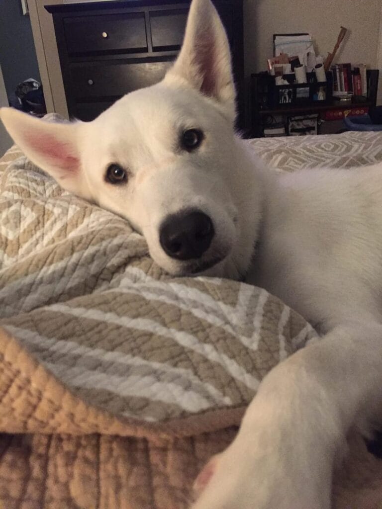 Dog-768x1024.jpg