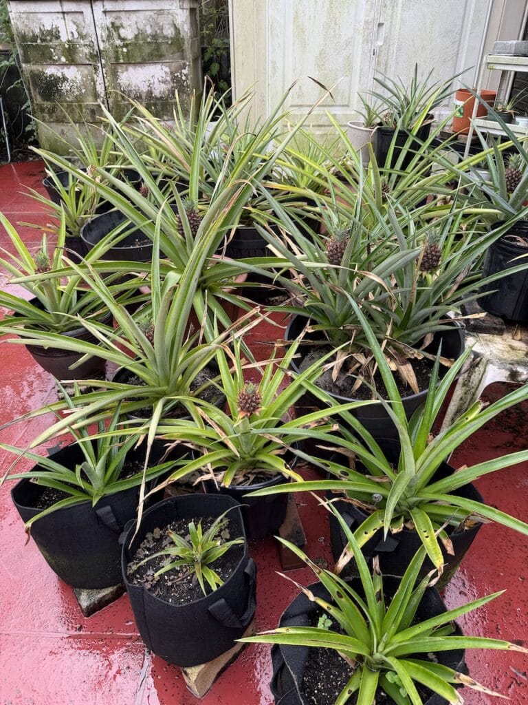 Pineapples-768x1024.jpeg