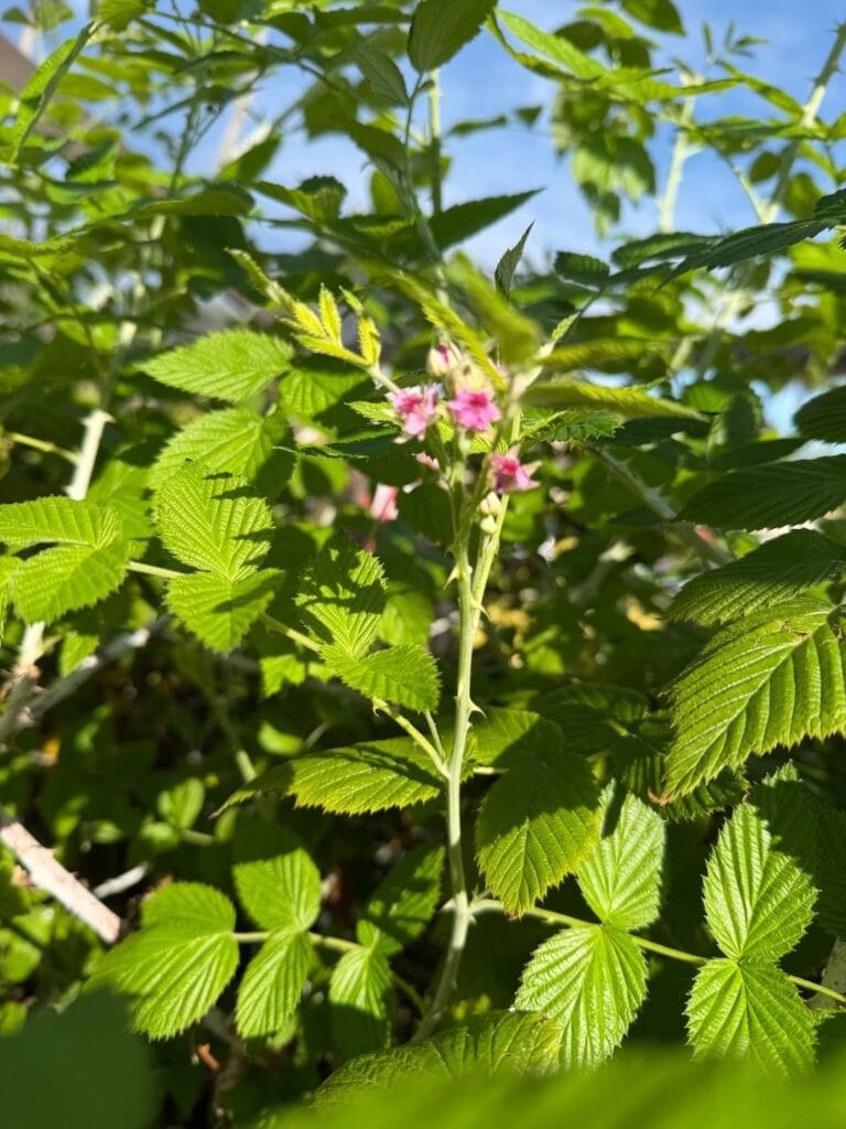 Plants-768x1024.jpeg