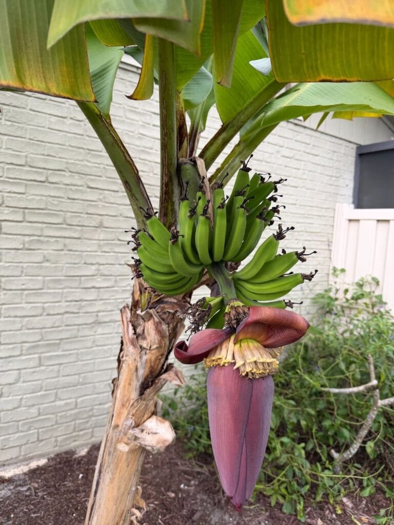 Plants3-768x1024.jpeg
