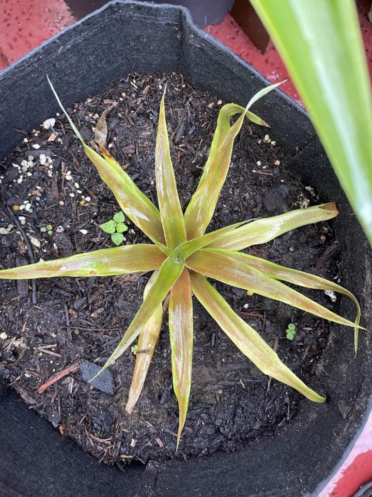 Plants4-768x1024.jpeg