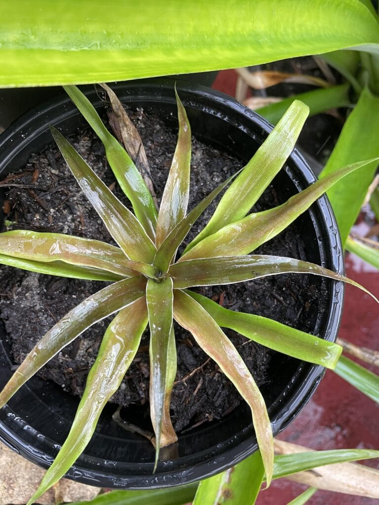 Plants5-768x1024.jpeg